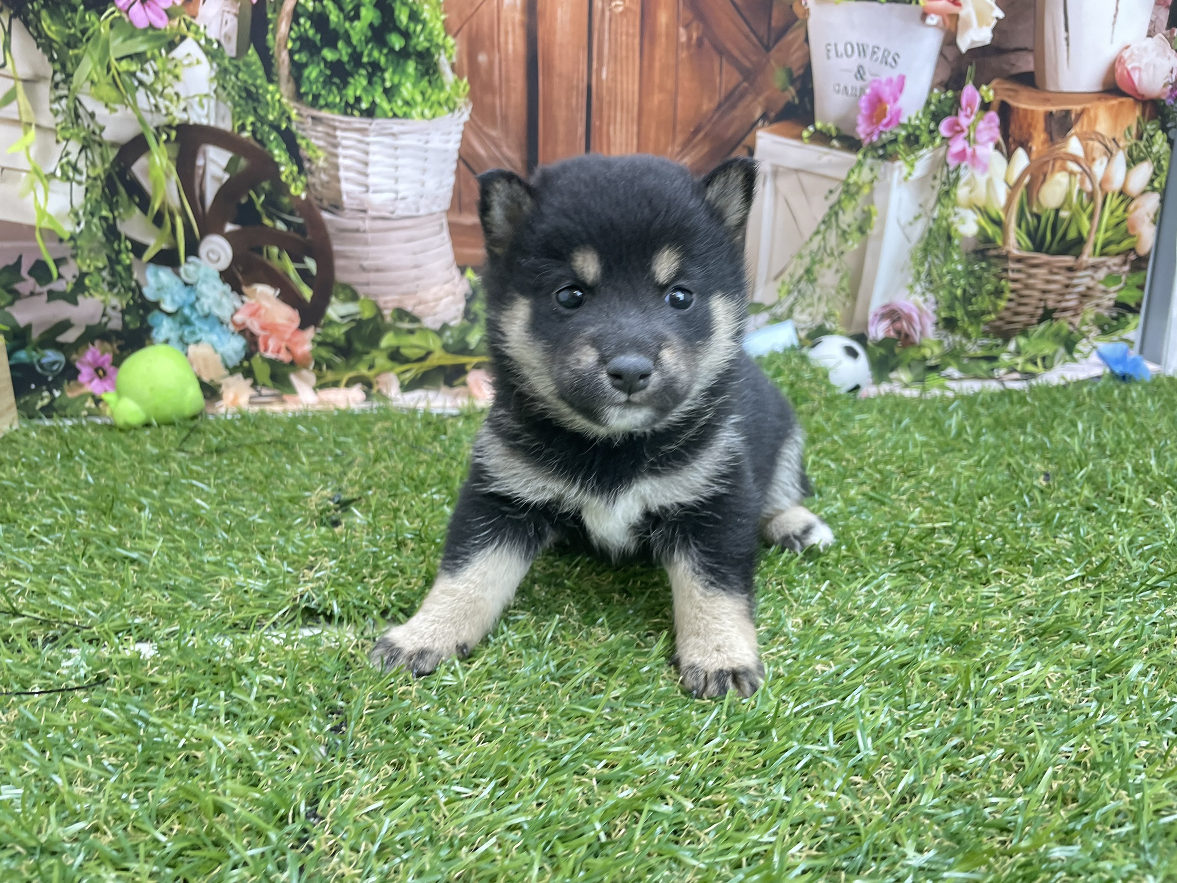 赤ちゃん写真2-2