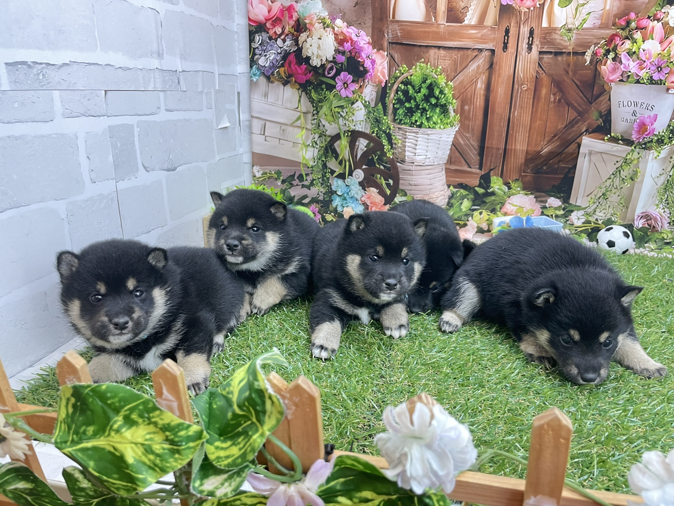 赤ちゃん写真2-3