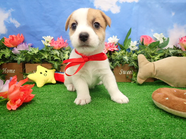 ジャックラッセルテリア