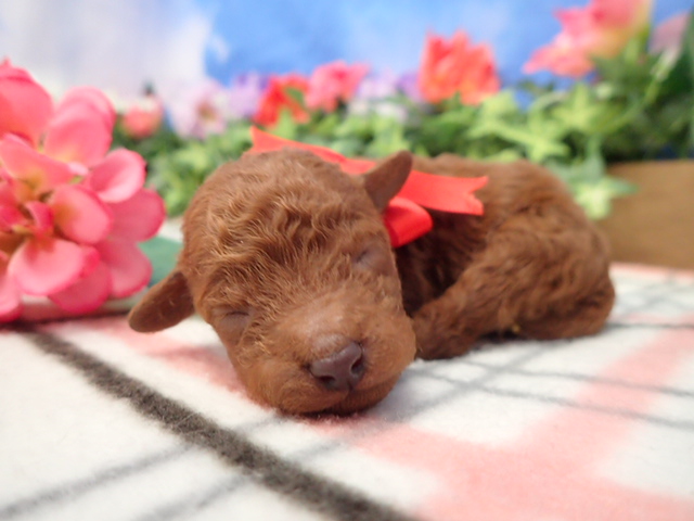 赤ちゃん写真1-1