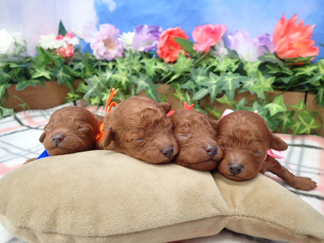 赤ちゃん写真1-3