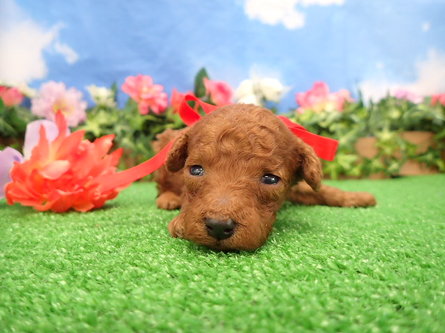 赤ちゃん写真2-1