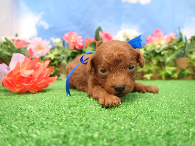 トイ・プードル