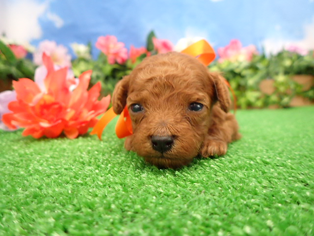 トイ・プードル