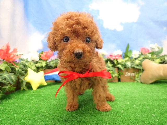 赤ちゃん写真3-1