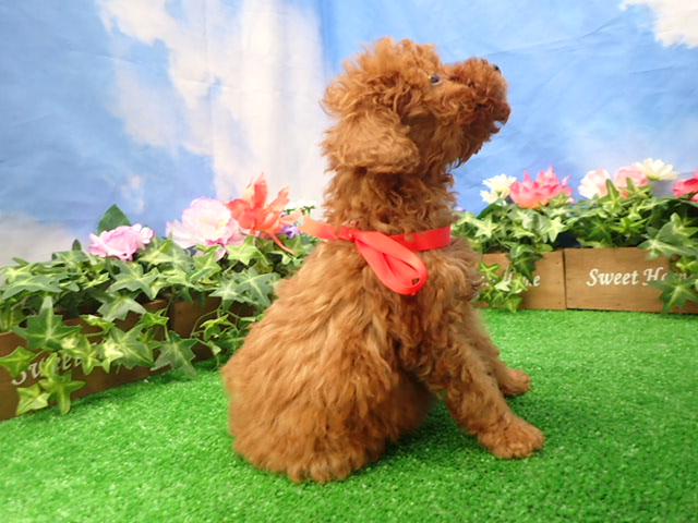 赤ちゃん写真3-2