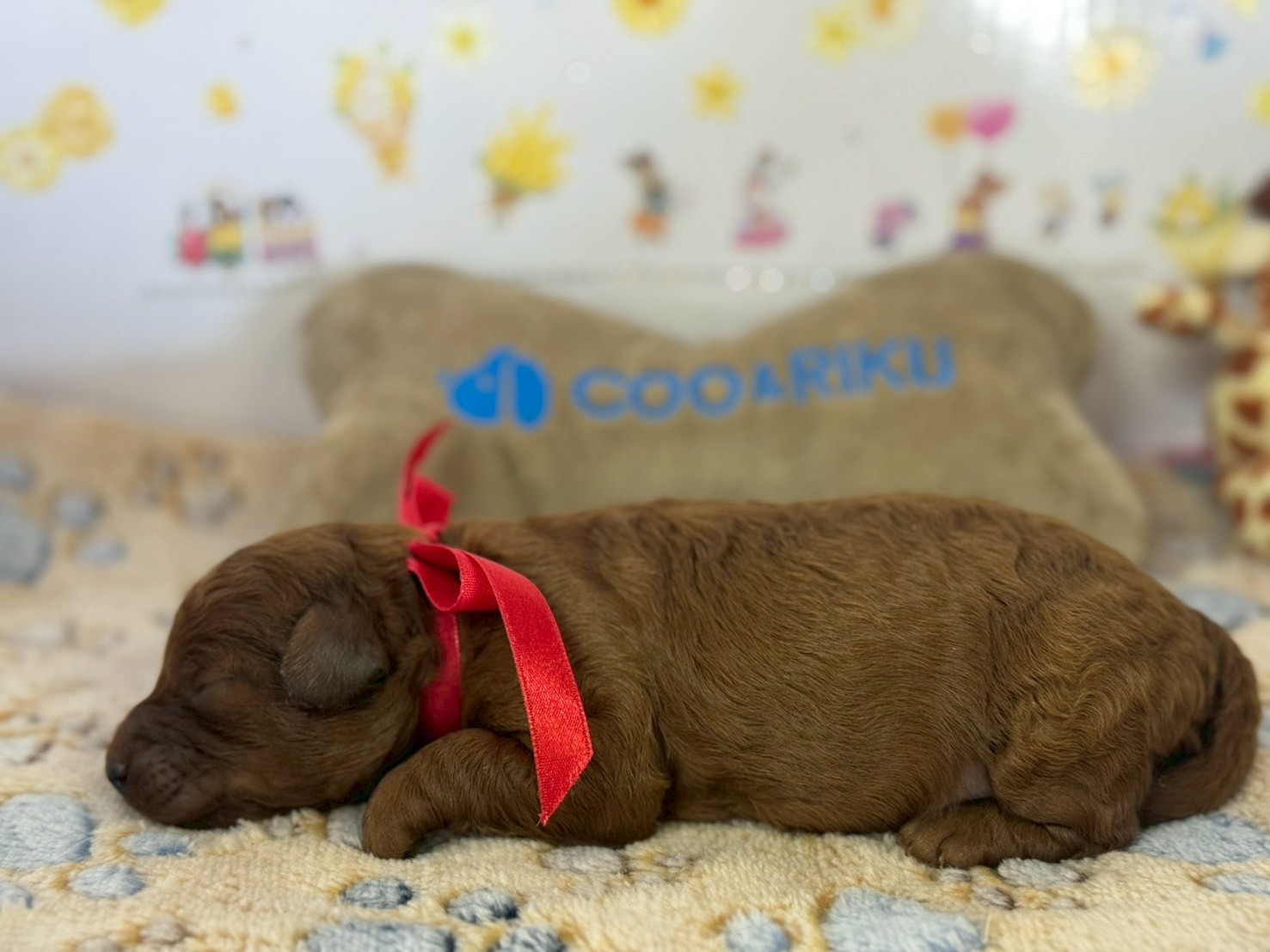 赤ちゃん写真1-2