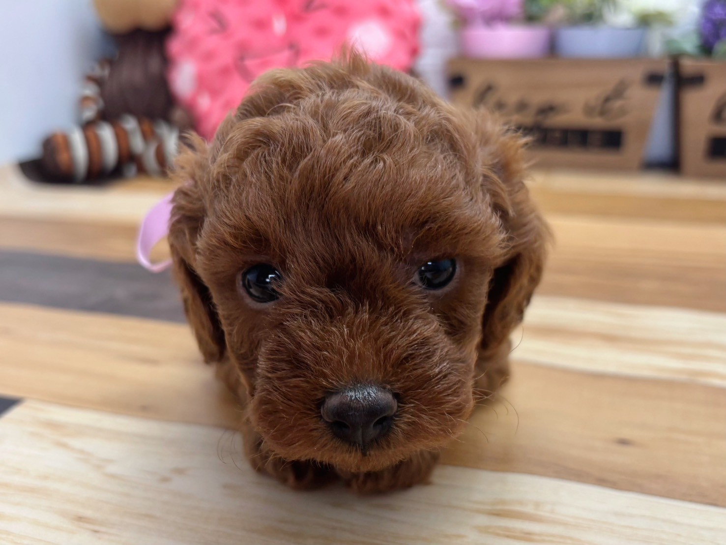 トイ・プードル