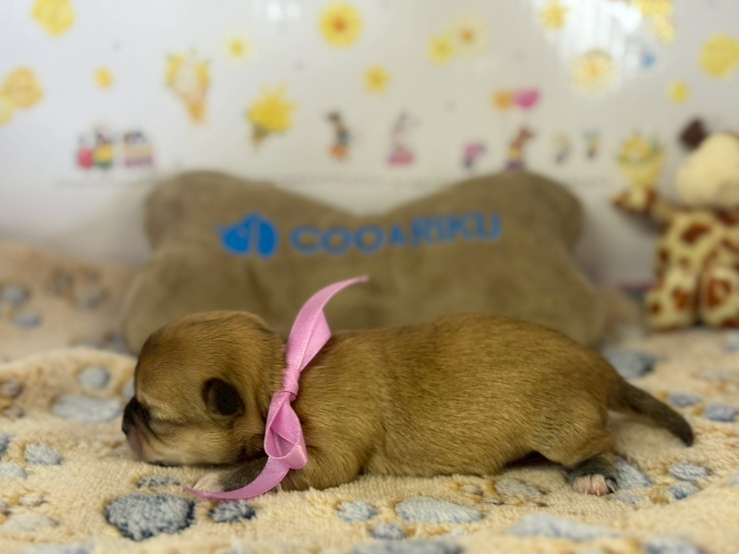 赤ちゃん写真1-2