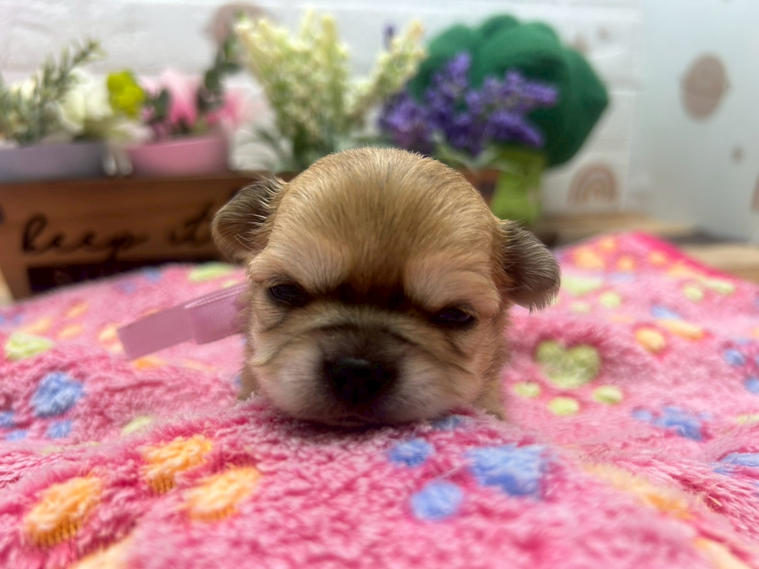 赤ちゃん写真2-1