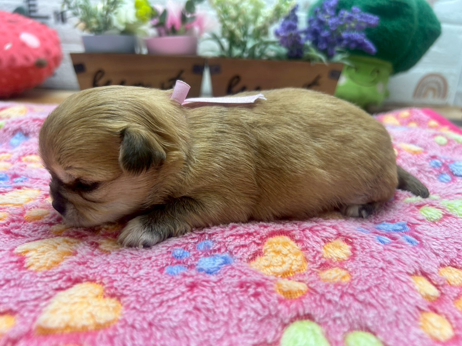 赤ちゃん写真2-2