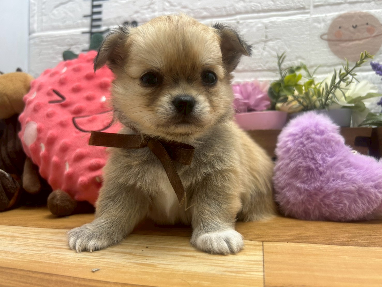 チワワ（ロングコート）