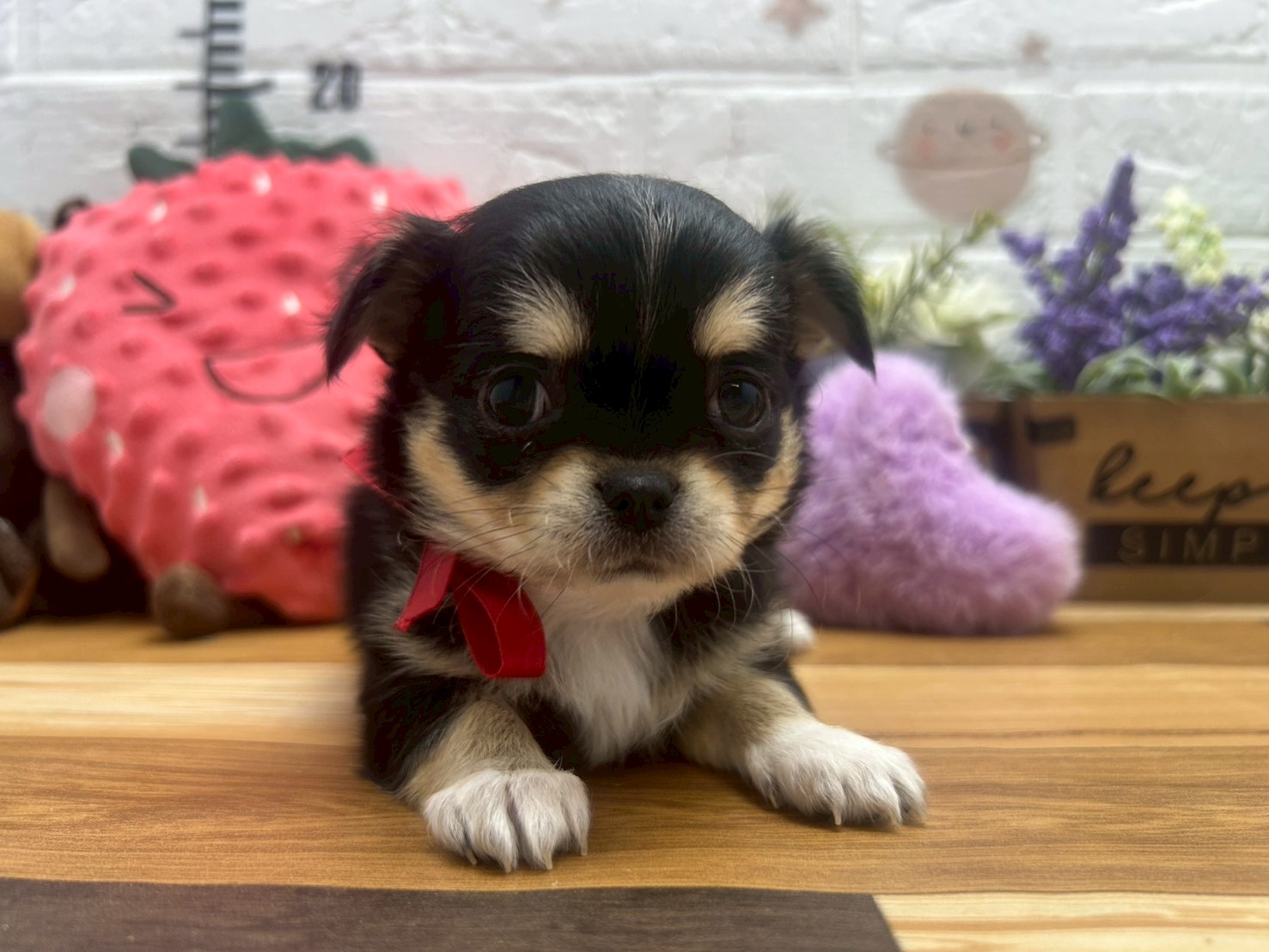 チワワ（ロングコート）