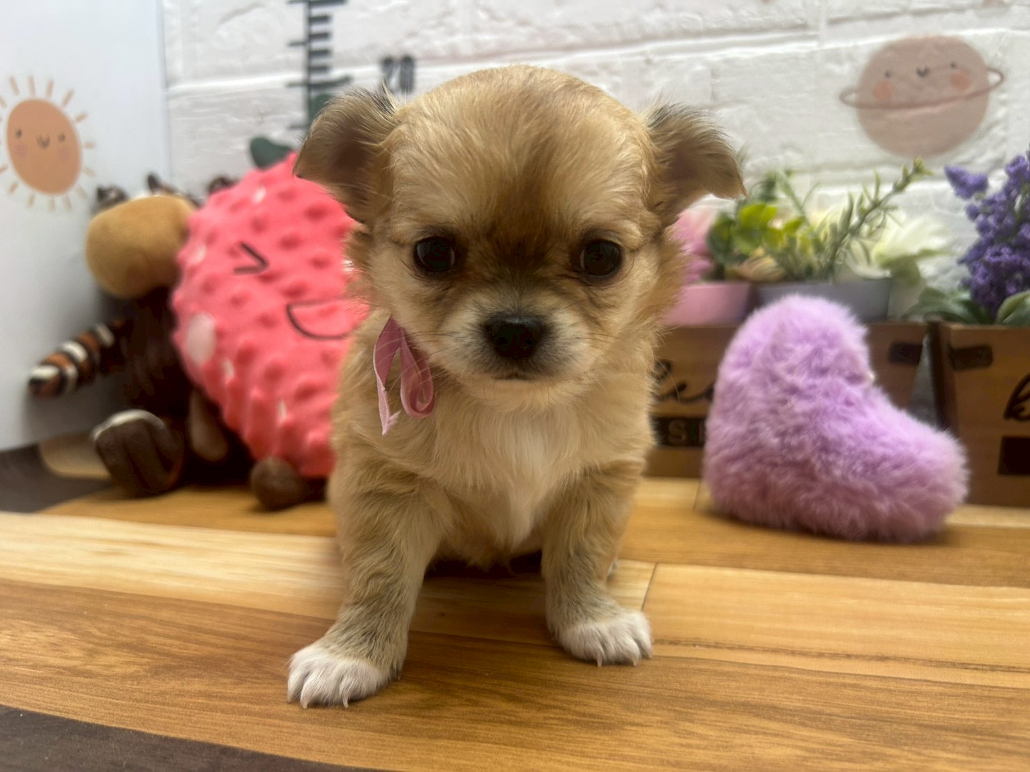 チワワ（ロングコート）