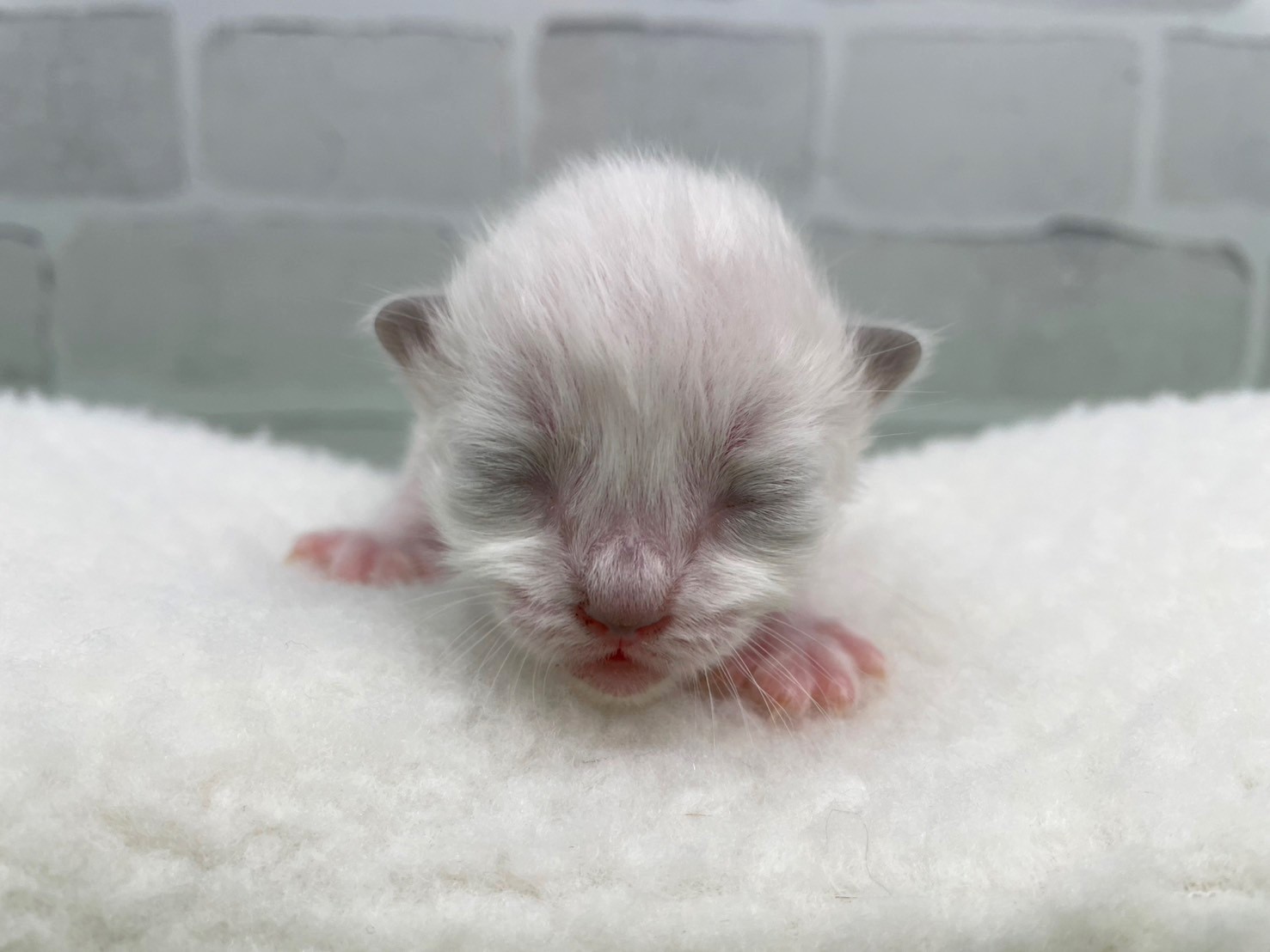 赤ちゃん写真1-1