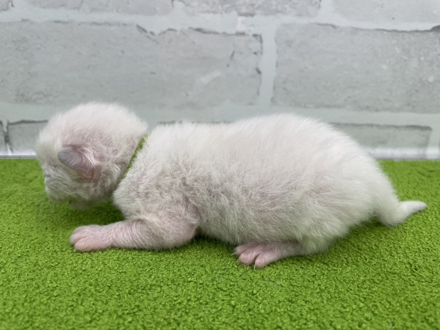 赤ちゃん写真1-2