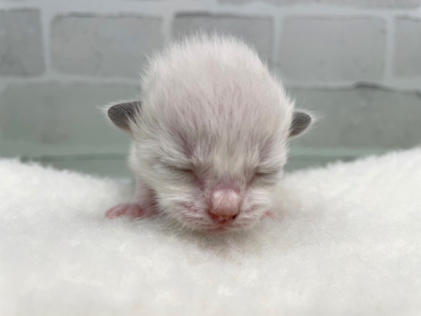 赤ちゃん写真1-1