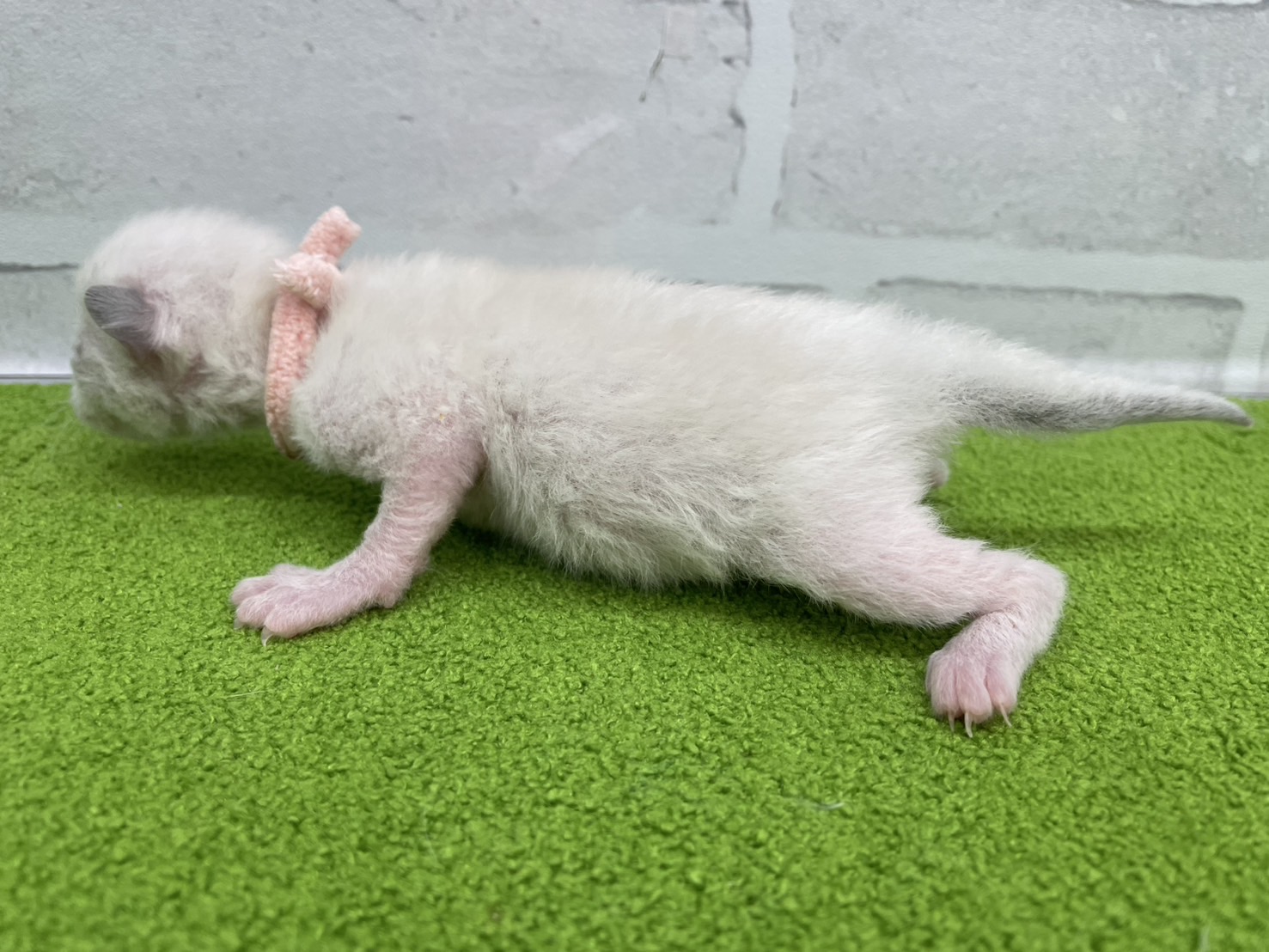 赤ちゃん写真1-2