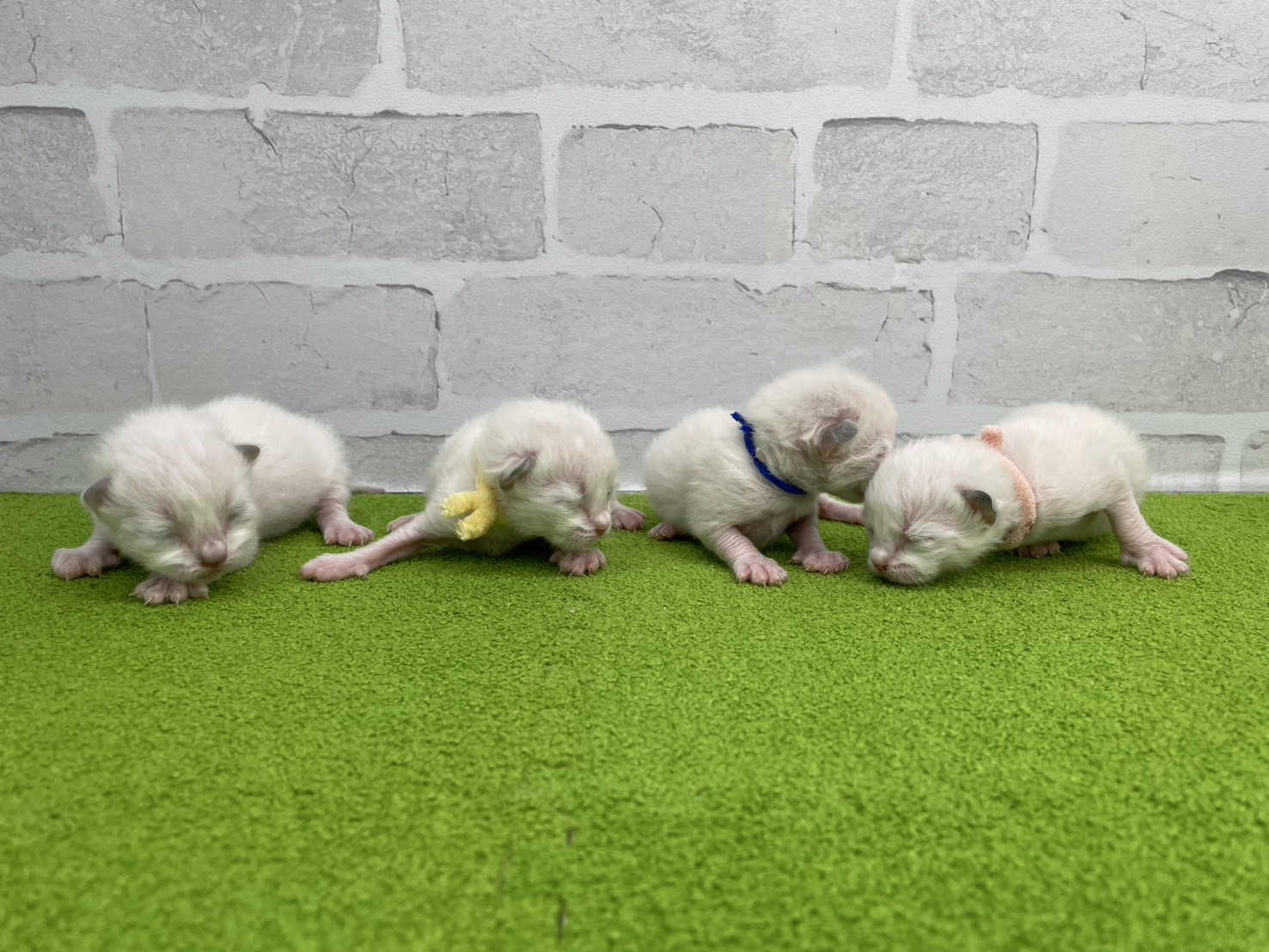 赤ちゃん写真1-3