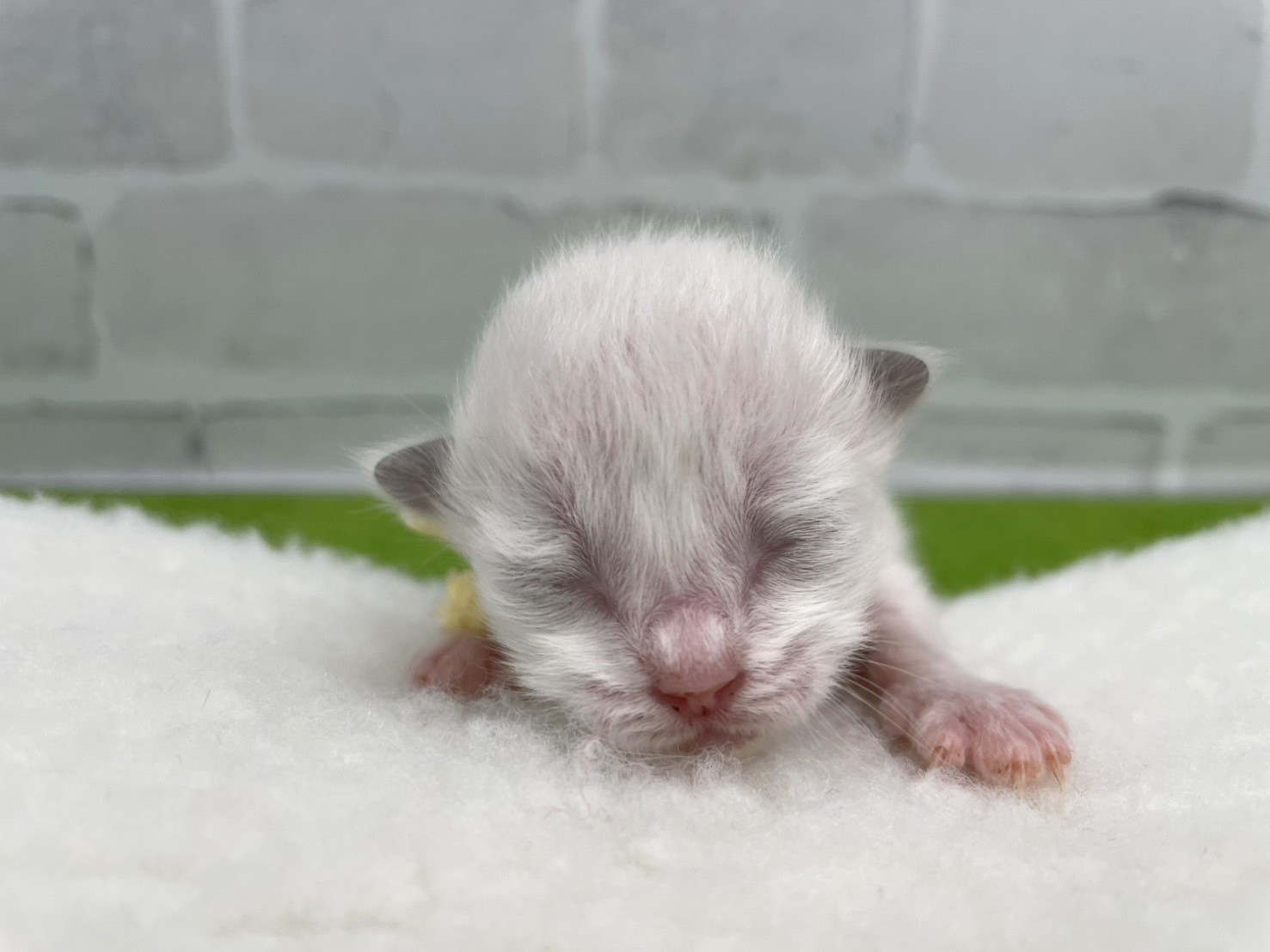 赤ちゃん写真1-1