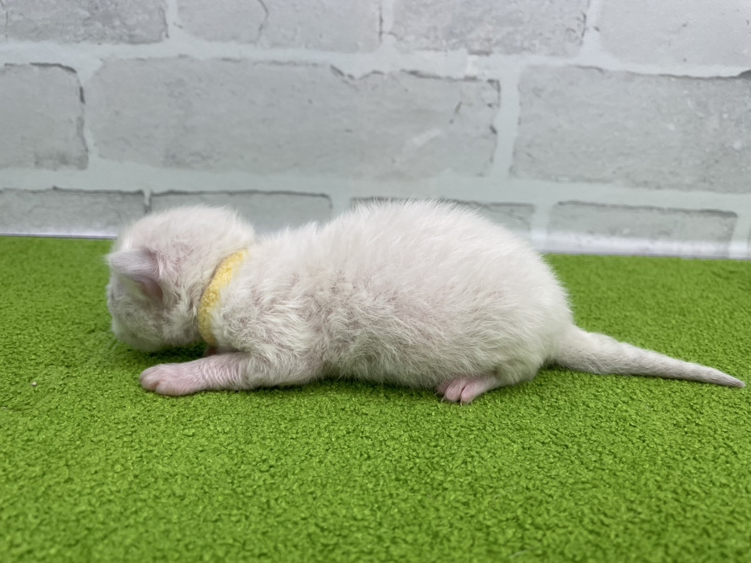 赤ちゃん写真1-2