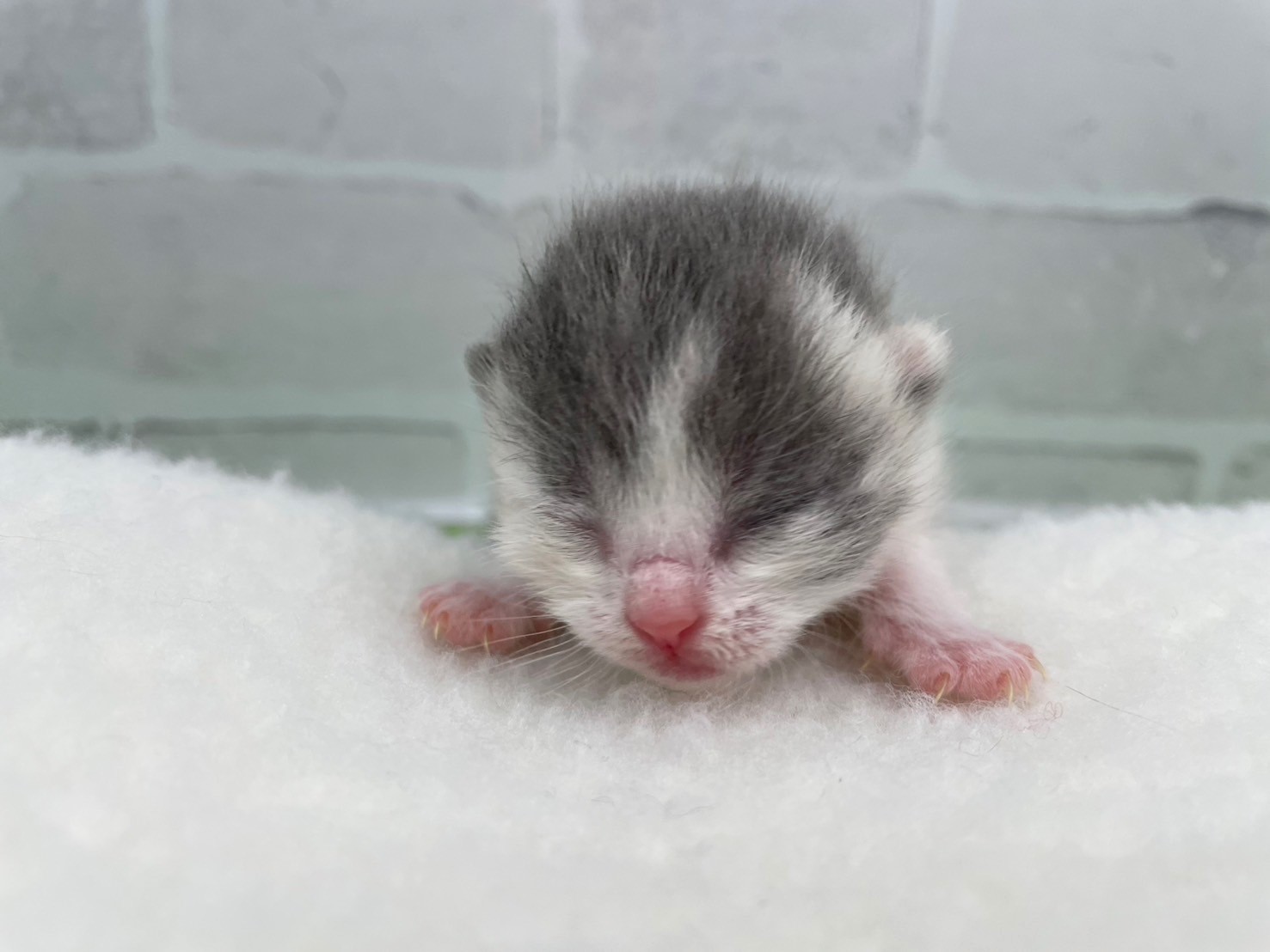 スコティッシュフォールド