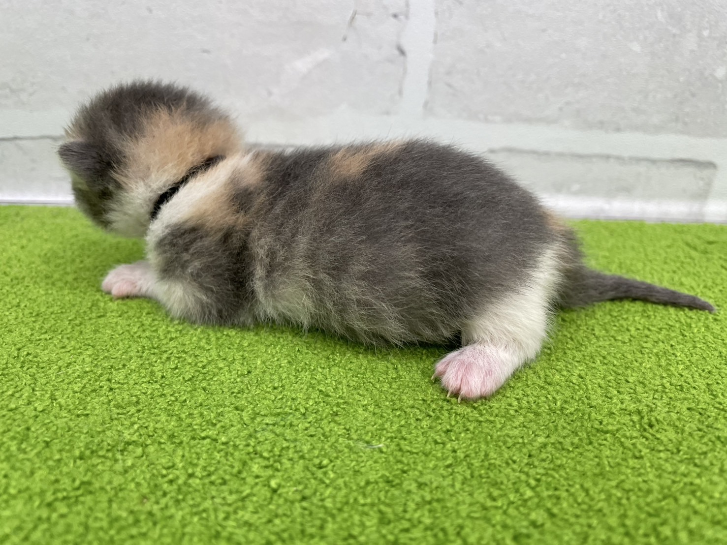赤ちゃん写真1-2