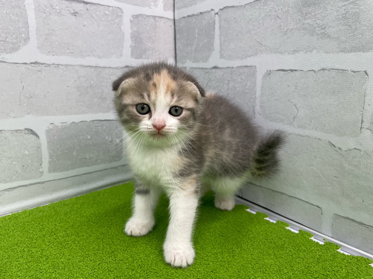 スコティッシュフォールド