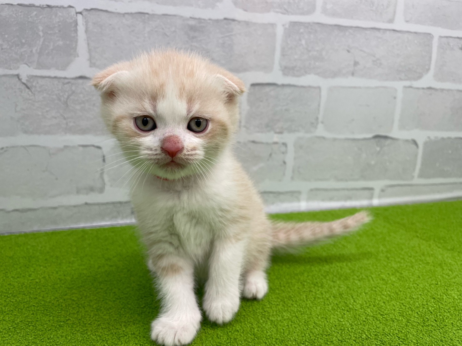 スコティッシュフォールド