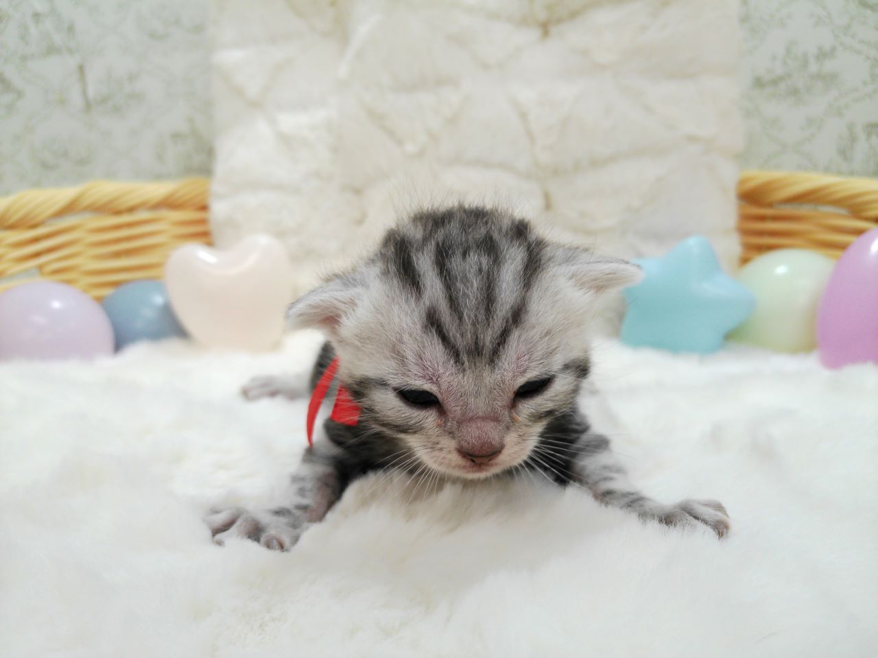 アメリカンショートヘアー