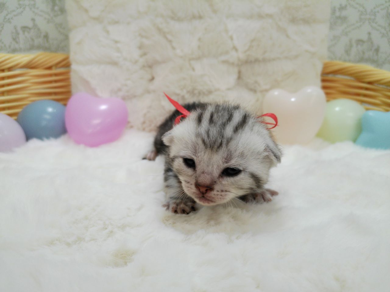 アメリカンショートヘアー