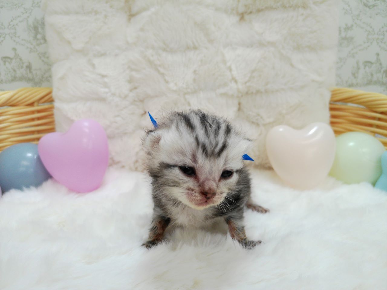 アメリカンショートヘアー