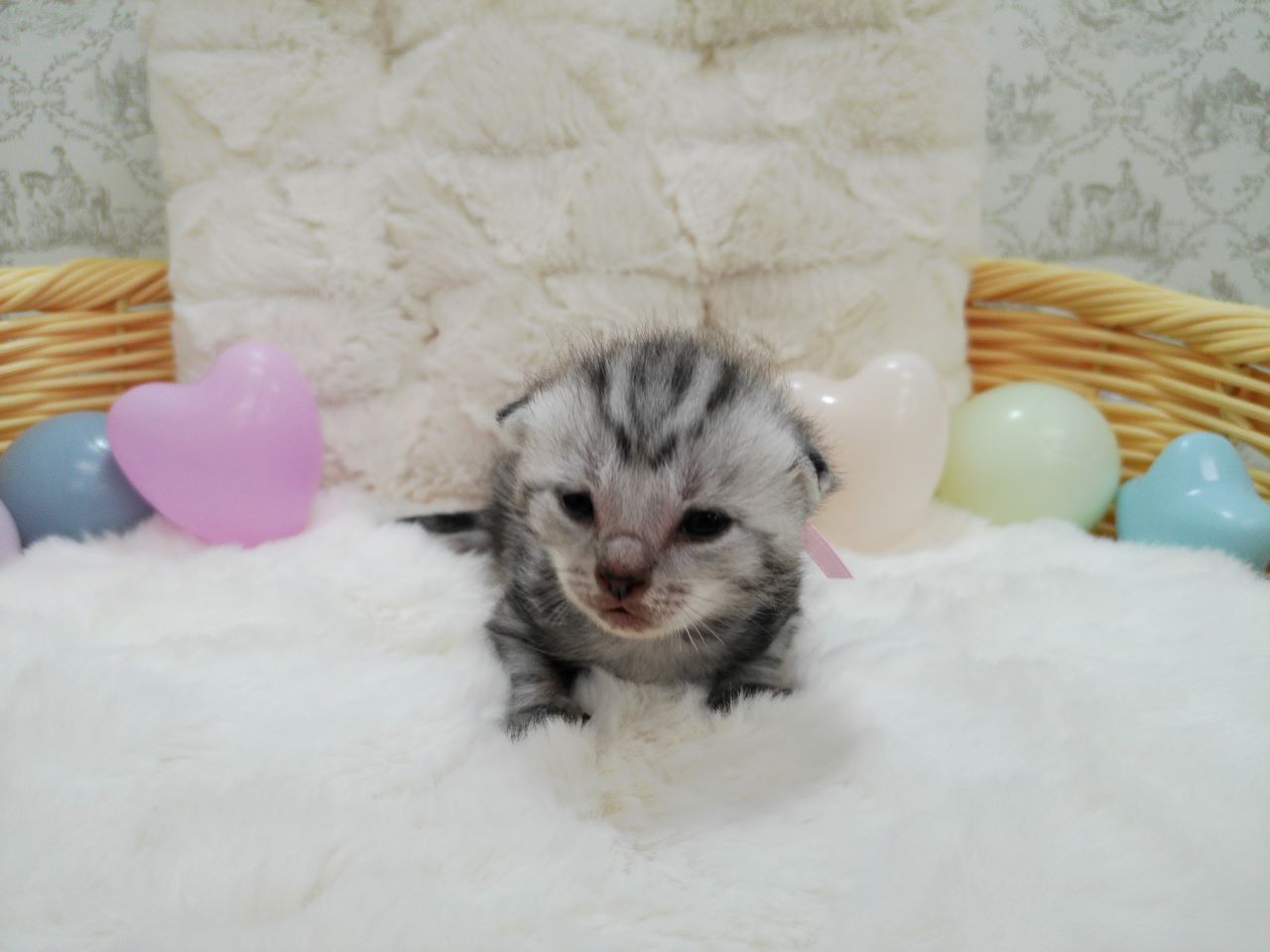 アメリカンショートヘアー