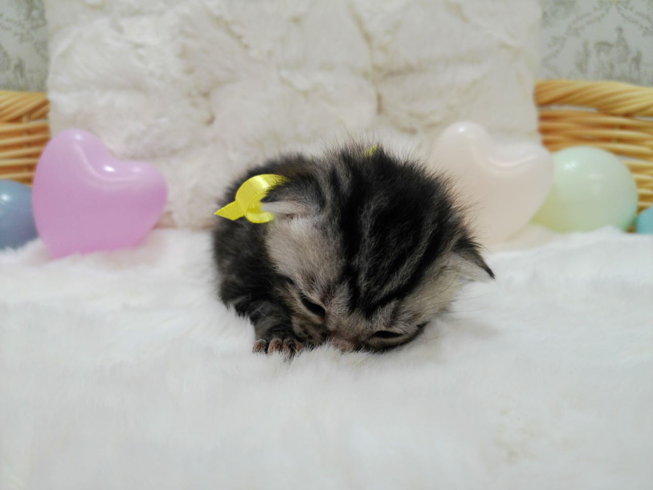 アメリカンショートヘアー