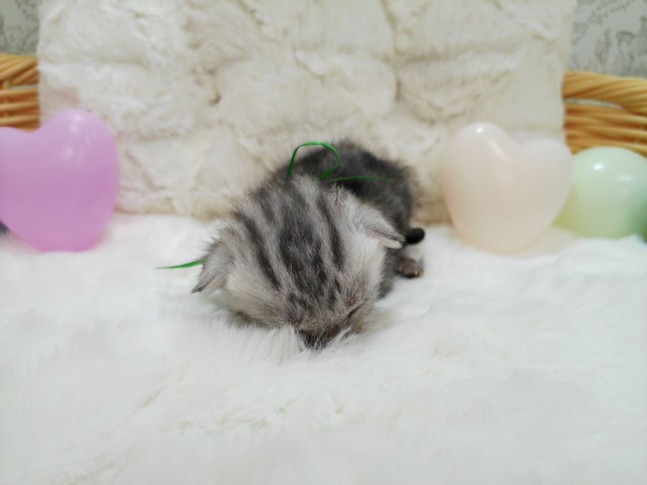 アメリカンショートヘアー