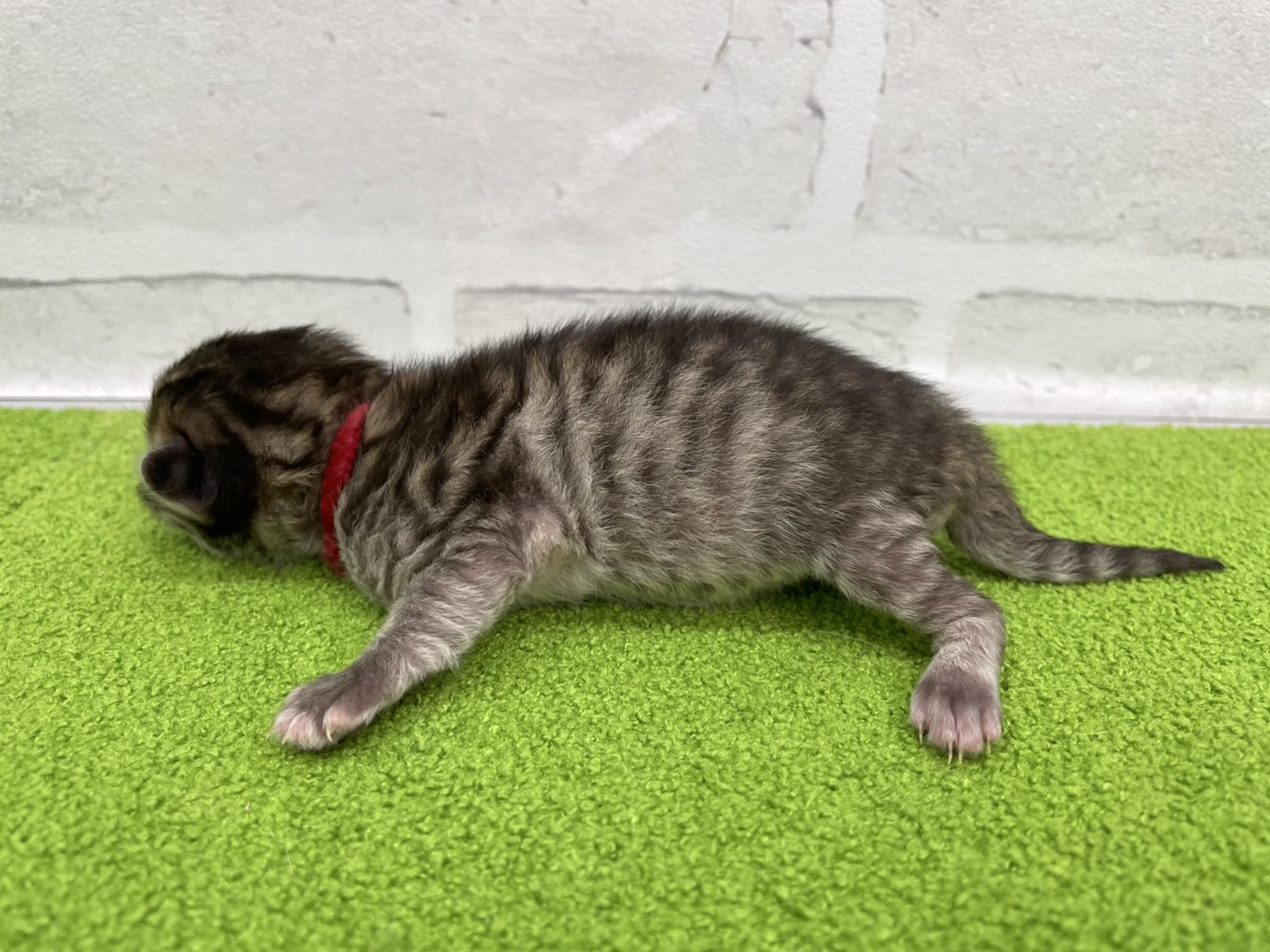 赤ちゃん写真1-2