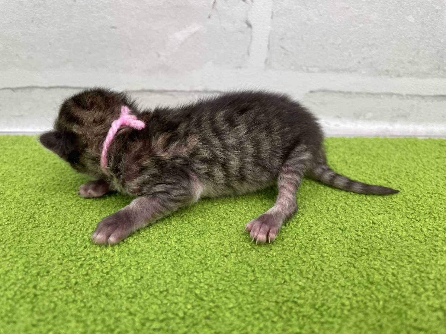 赤ちゃん写真1-2