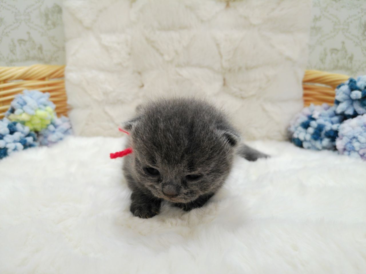 ブリティッシュショートヘアー