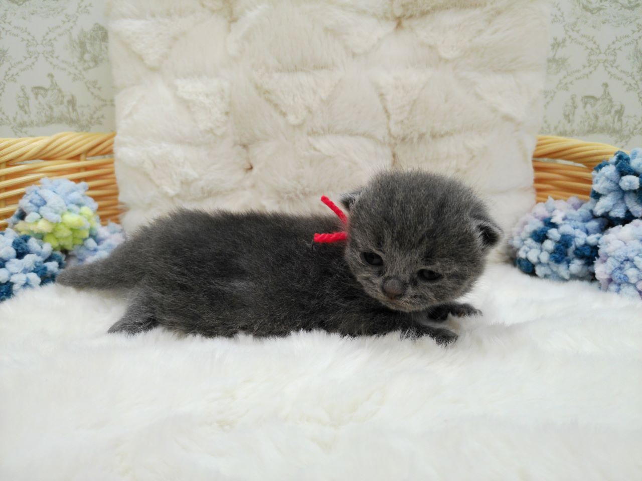 赤ちゃん写真1-2