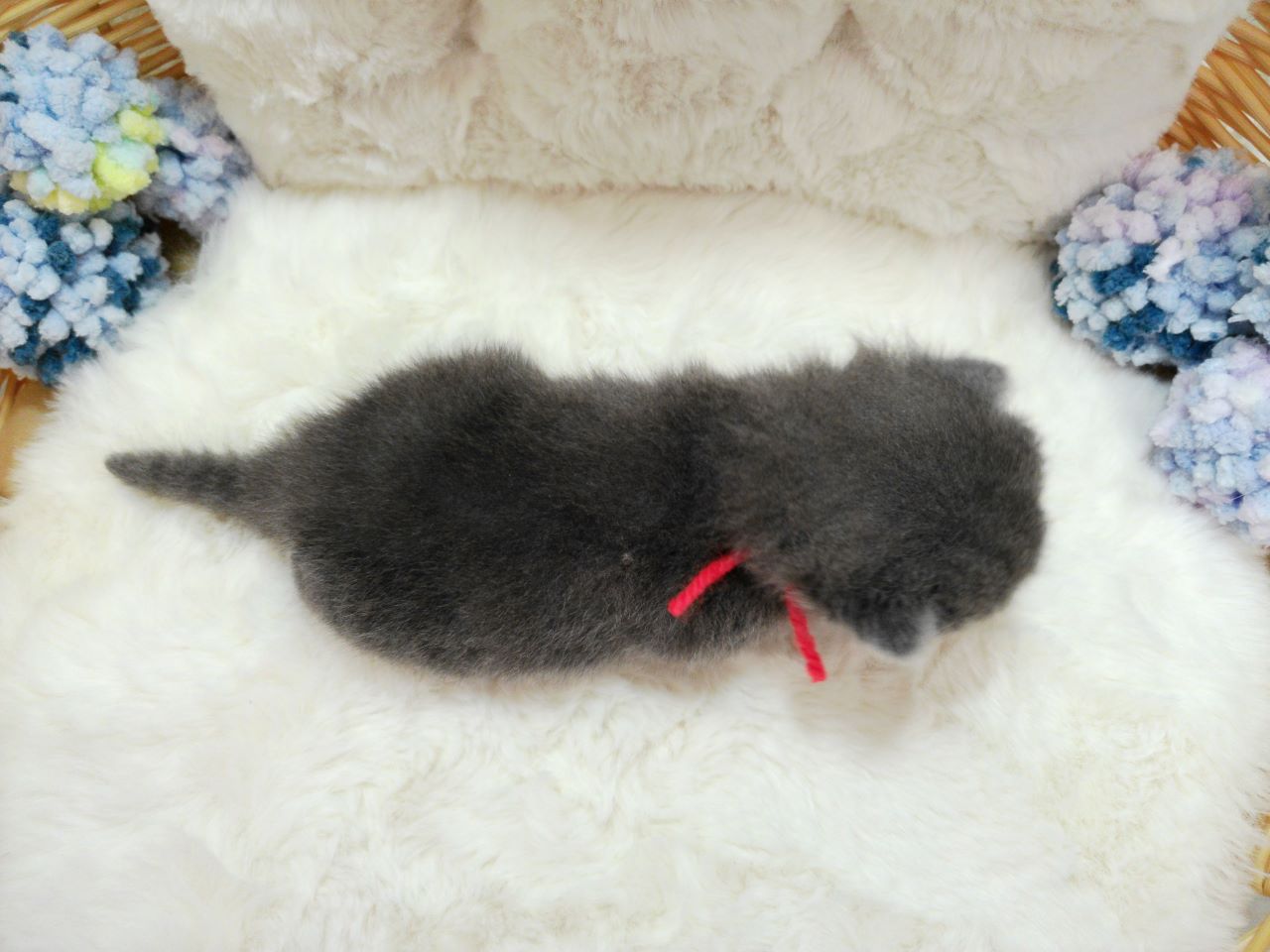 赤ちゃん写真1-3