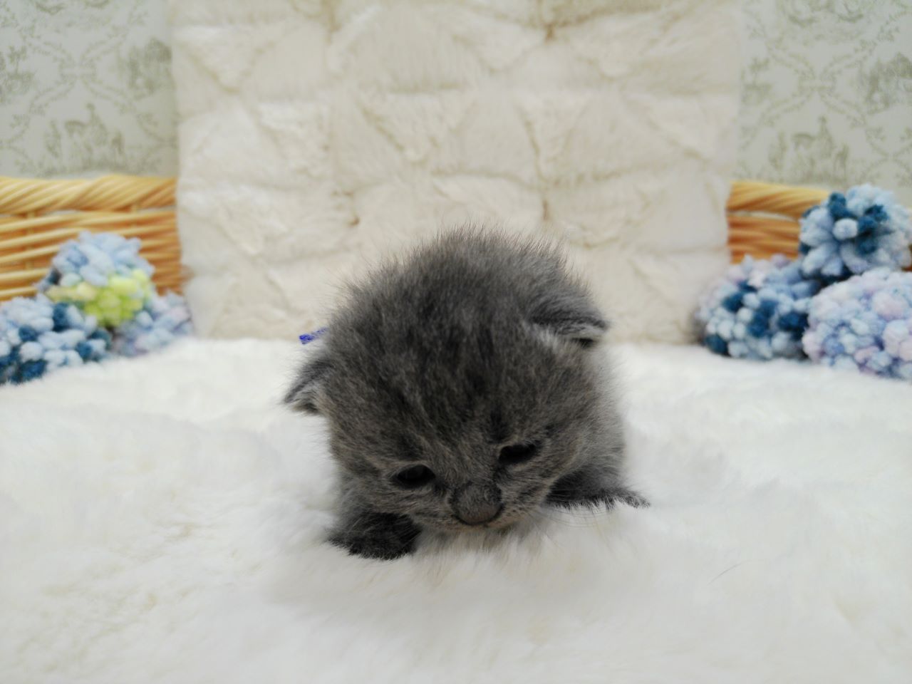 ブリティッシュショートヘアー