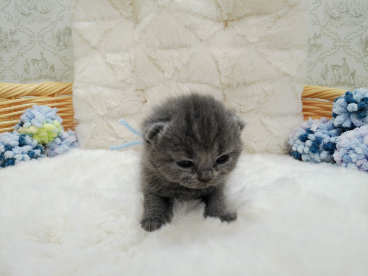 ブリティッシュショートヘアー