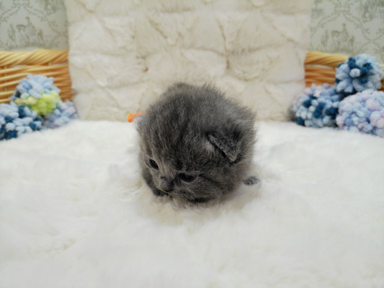 ブリティッシュショートヘアー