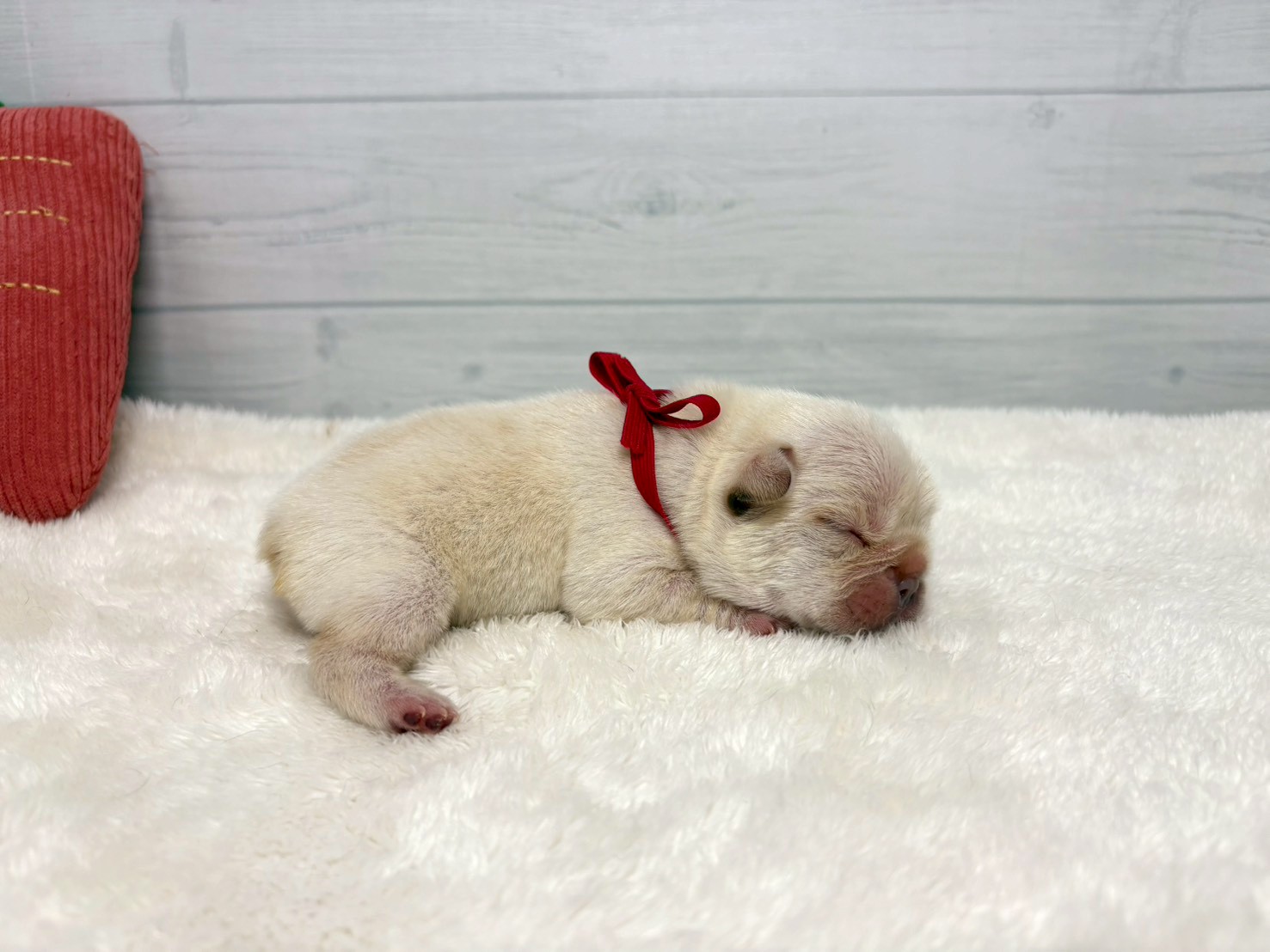 赤ちゃん写真1-2