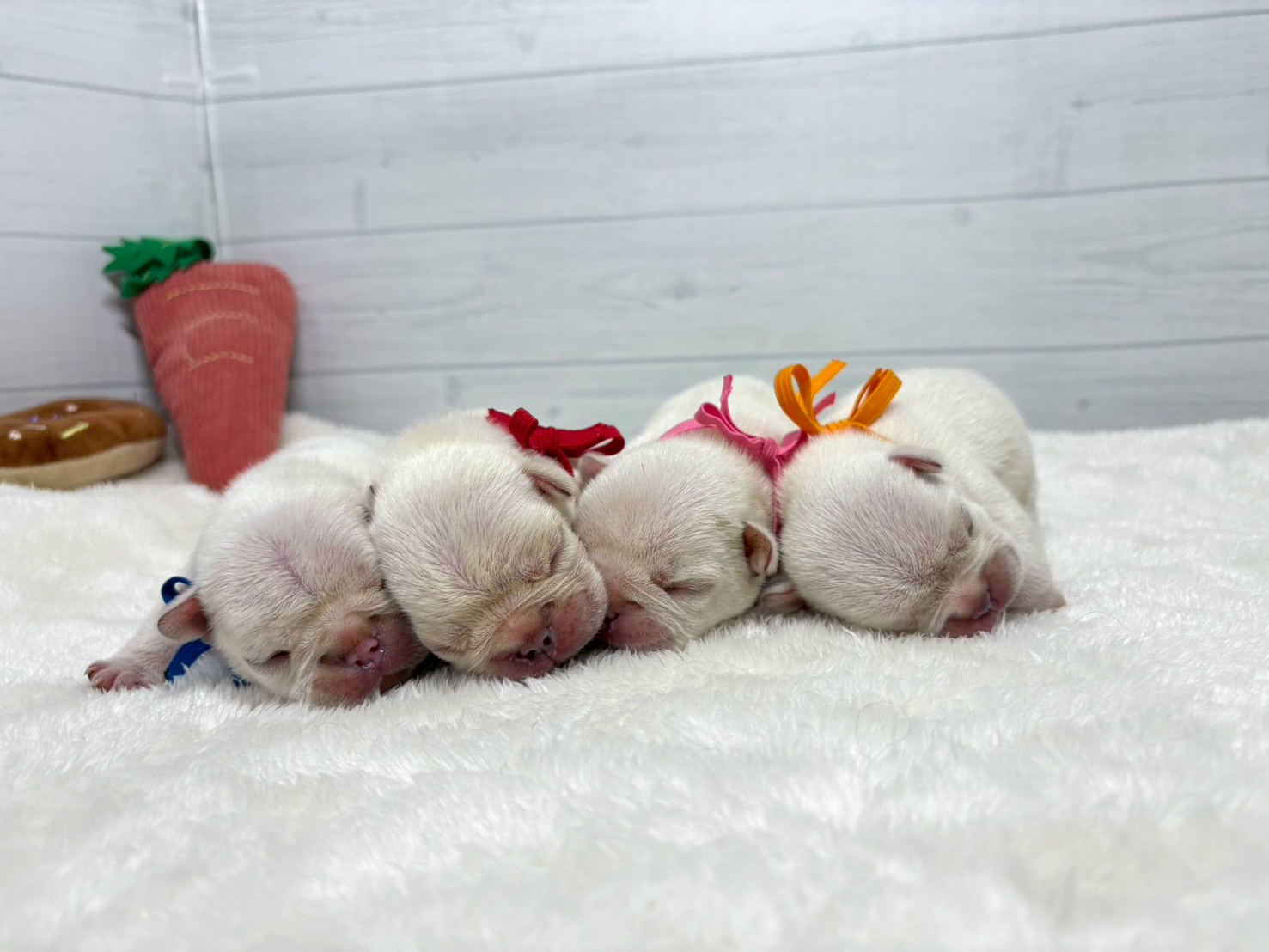 赤ちゃん写真1-3