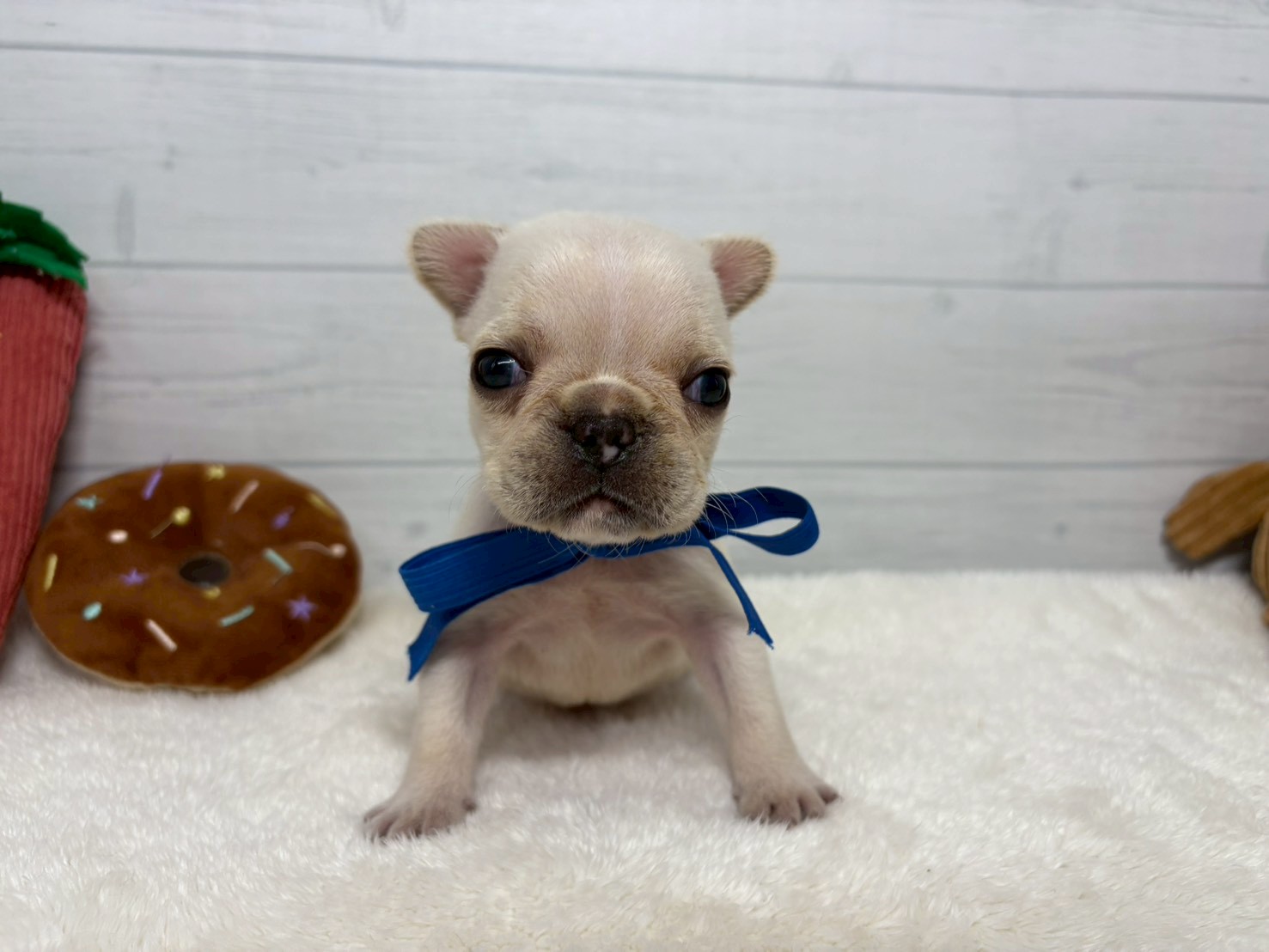 フレンチブルドッグ