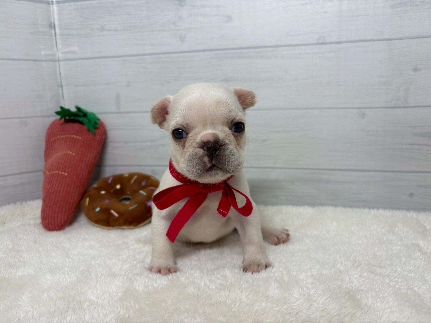 フレンチブルドッグ