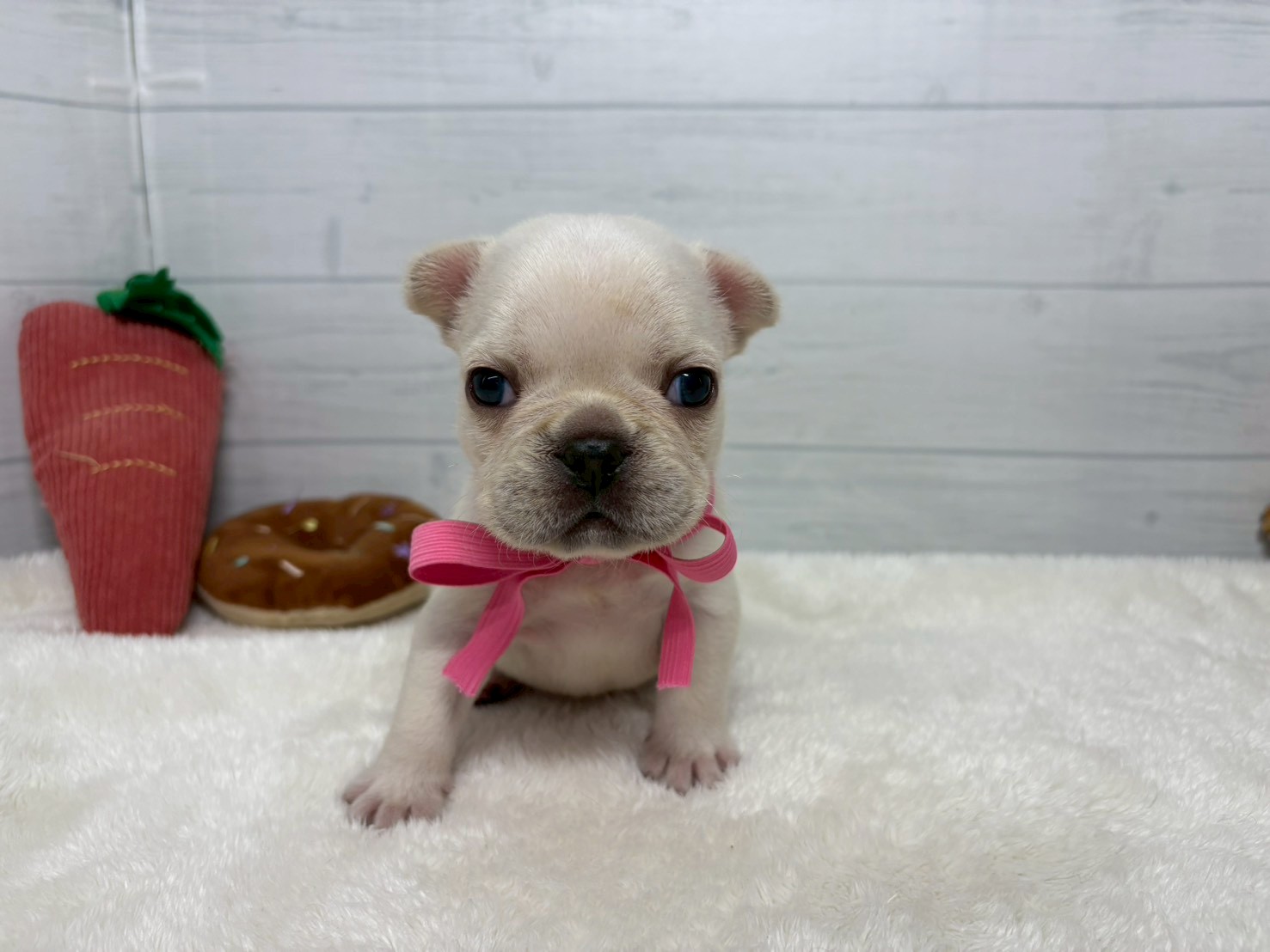 フレンチブルドッグ