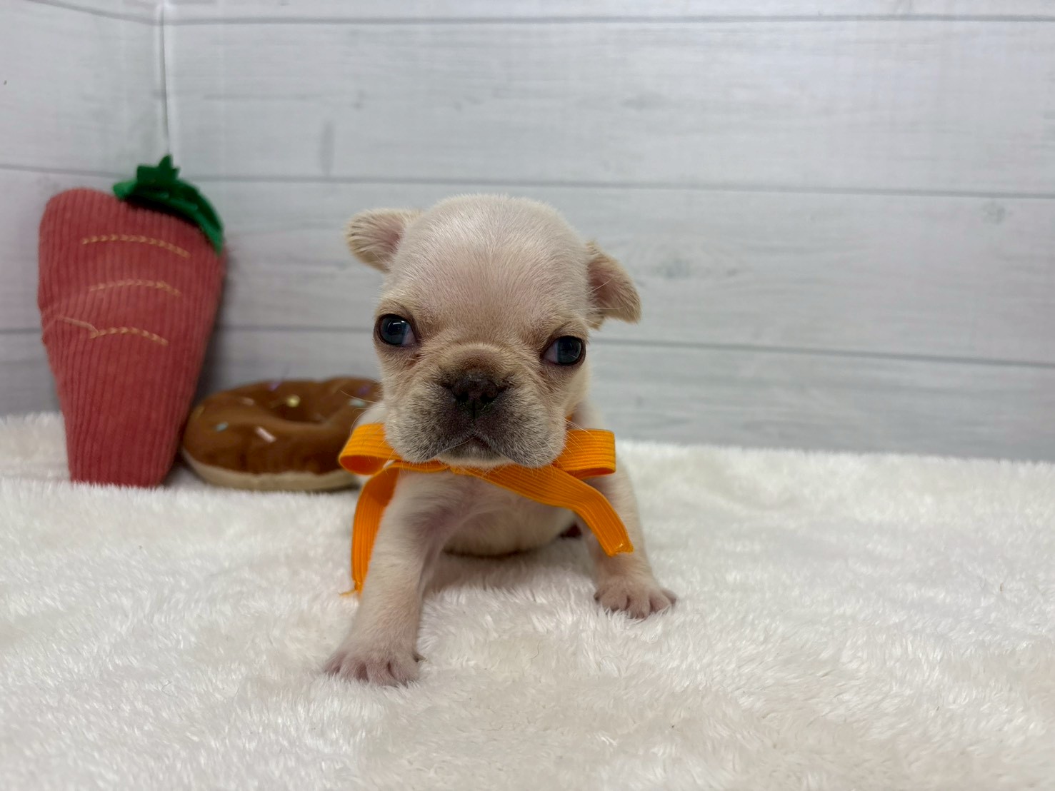 フレンチブルドッグ