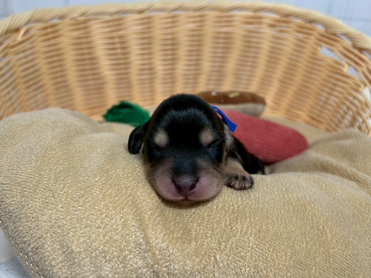 赤ちゃん写真1-1